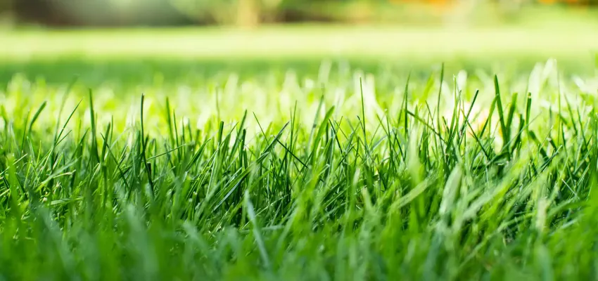 Green Grass