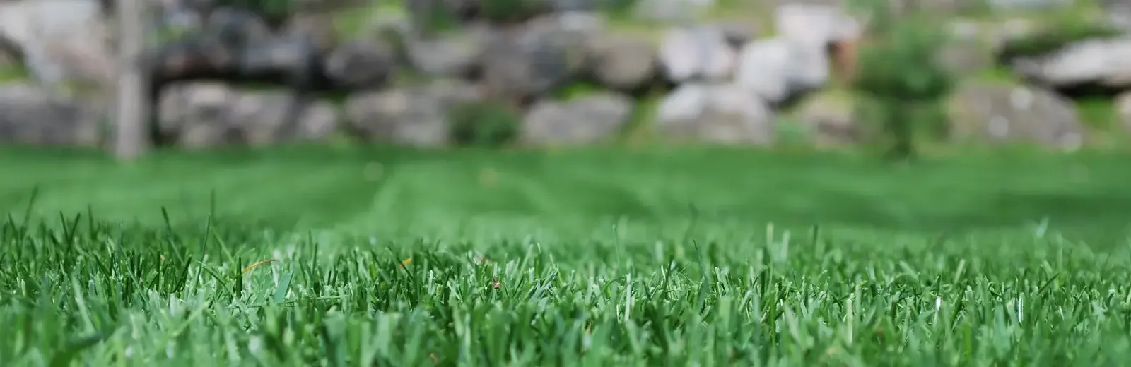 grass bg