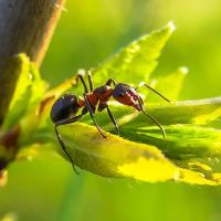 Ant sitting on leaf
