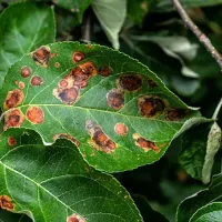 Tree and Shrub Disease