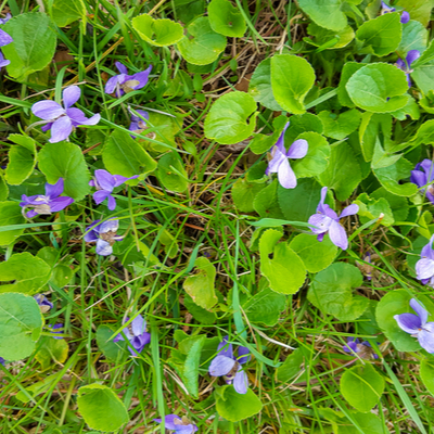 wild violet in a lawn