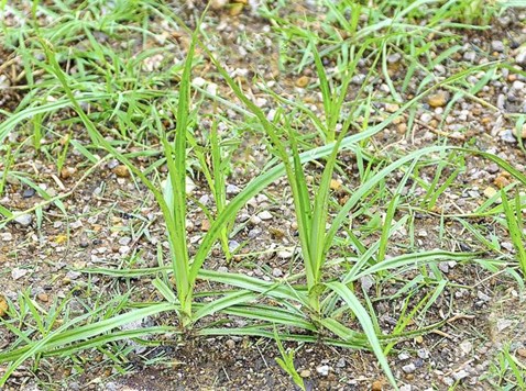 yellow nutsedge on turf