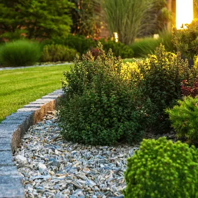 healthy trees and shrubs