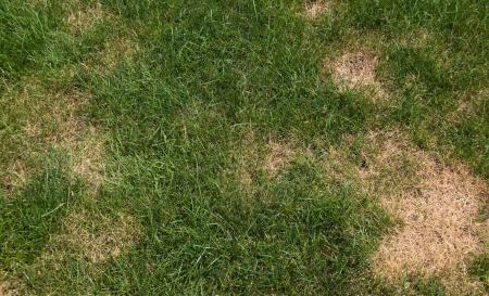brown patch on a lawn