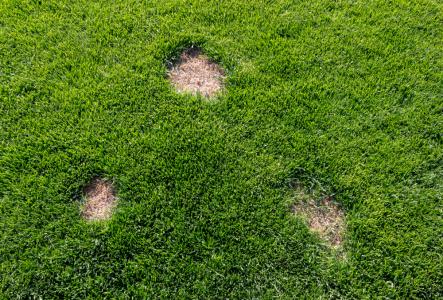 A lawn infected with dollar spot