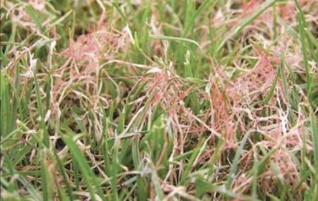 red thread in a yard