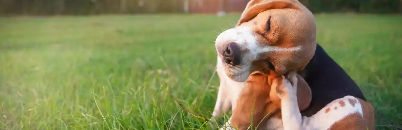 dog-itching-hero