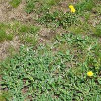 a dead lawn with weeds