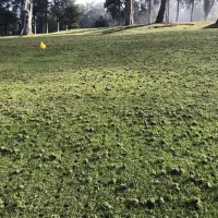 a lawn with core aeration plugs