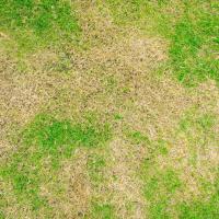 Brown spots on a lawn