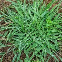 crabgrass on a lawn
