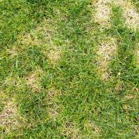 dollar spot in a lawn