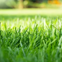 Green Grass