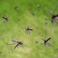 a swarm of mosquitoes in the air
