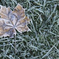 grass iced over during the winter