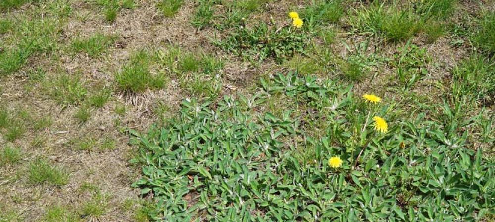 a dead lawn with weeds