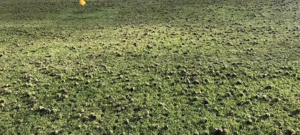 a lawn with core aeration plugs