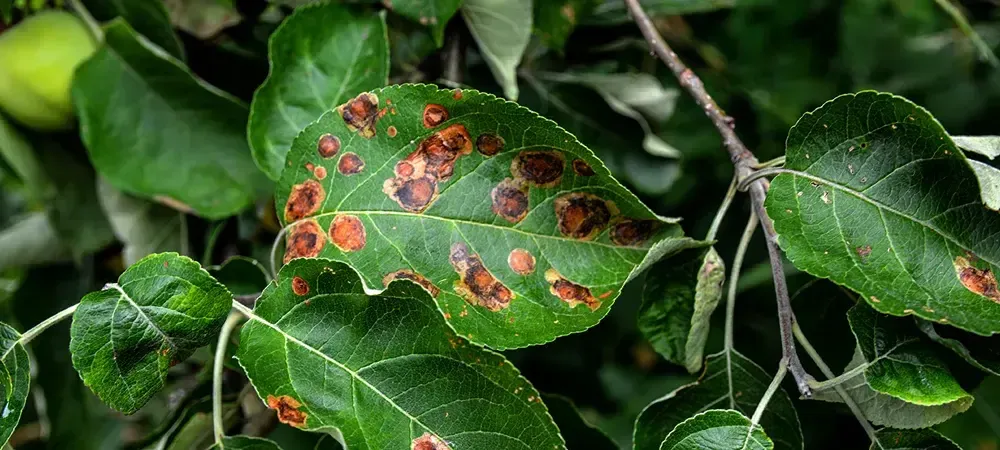 Tree and Shrub Disease