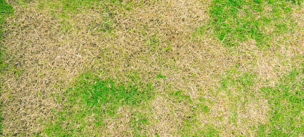 Brown spots on a lawn