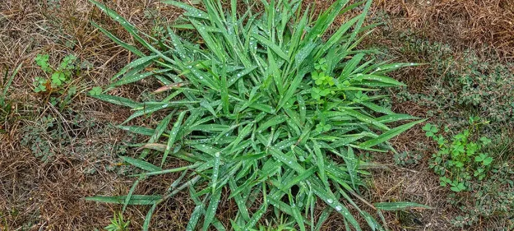 crabgrass on a lawn