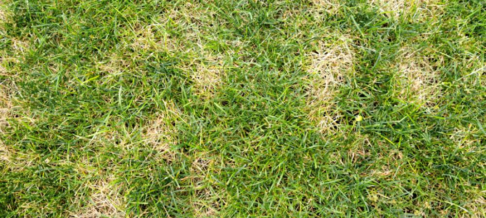 dollar spot in a lawn