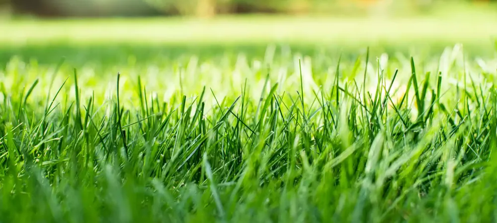 Green Grass