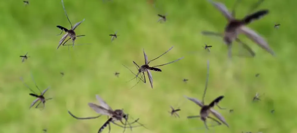 a swarm of mosquitoes in the air