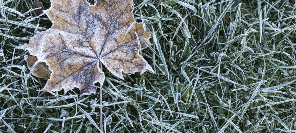 grass iced over during the winter