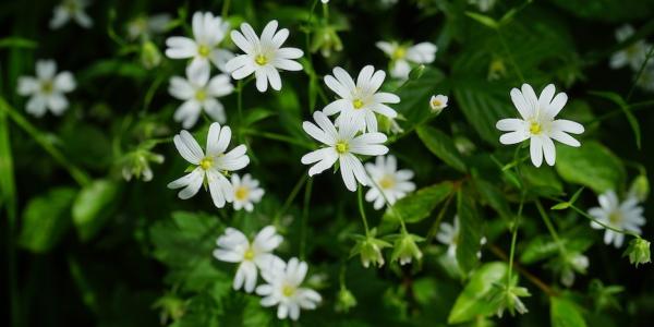 chickweed in bloom