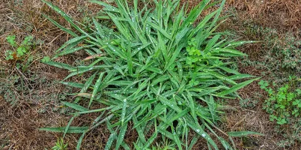 crabgrass on a lawn
