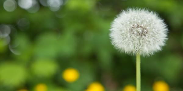 a dandelion up close