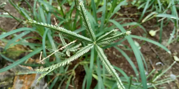 goosegrass in a lawn