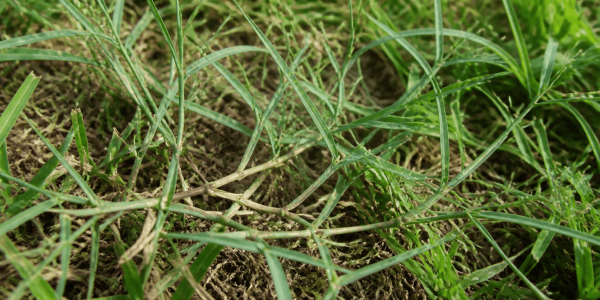 nimblewill